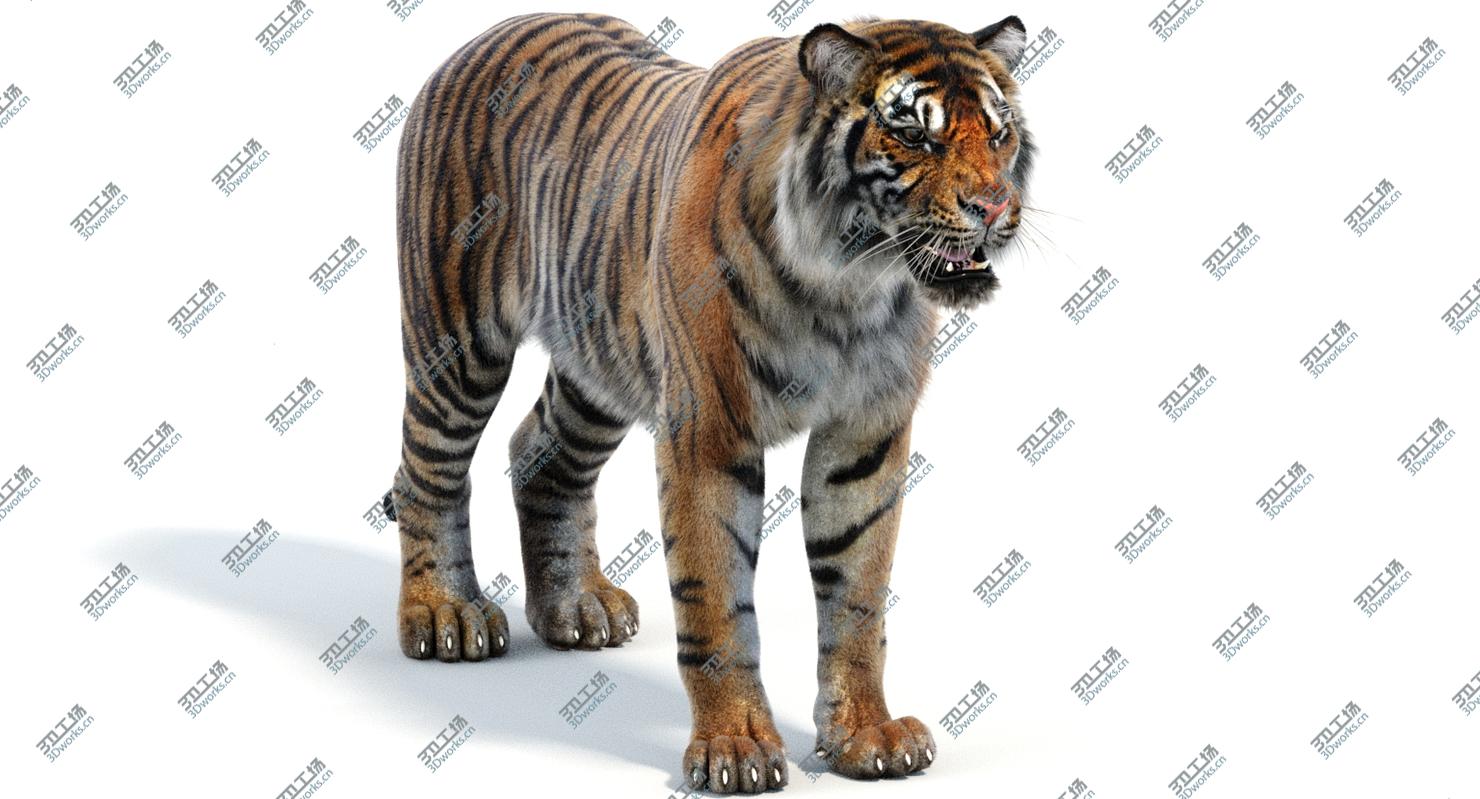 images/goods_img/202105071/Sumatran Tiger (Fur) model/4.jpg